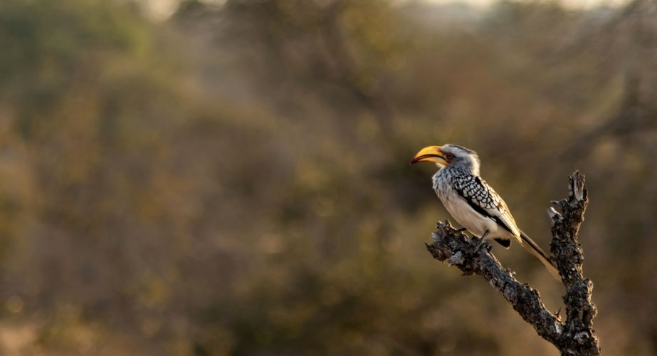 Kruger NP vogels Zuid Afrika groepsrondreis